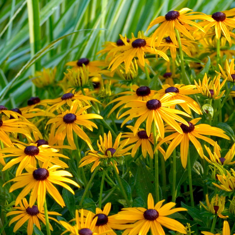 Yellow Rudbeckia flowers